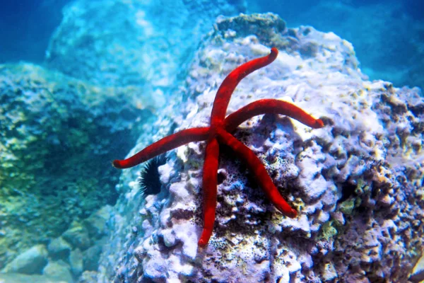 Κόκκινο Μεσογείου Seastar Ophidiaster Ophidianus — Φωτογραφία Αρχείου