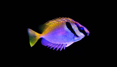 İki kedisi (Siganus virgatus çubuklu)