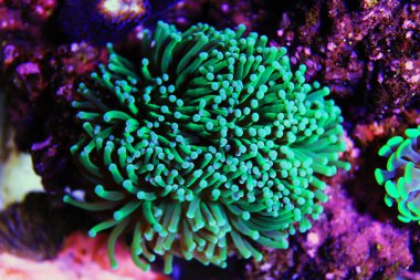 Atış Euphyllia çekiç Lps mercan izole