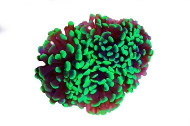 Atış Euphyllia çekiç Lps mercan izole