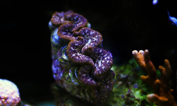 Tridacna Maxima Palourde Colorée Isolée Dans Aquarium Récifal — Photo