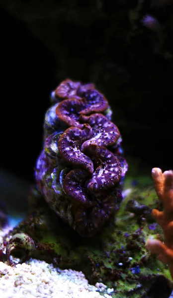 Tridacna Maxima Palourde Colorée Isolée Dans Aquarium Récifal — Photo