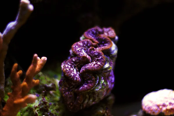 サンゴ礁の水族館で分離されたシャコガイ マキシマ カラフルな貝 — ストック写真