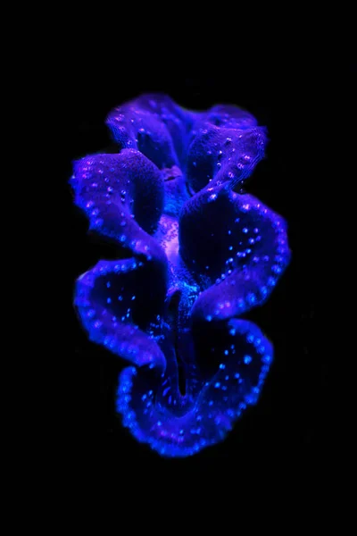 Tridacna Maxima Palourde Colorée Isolée Dans Aquarium Récifal — Photo