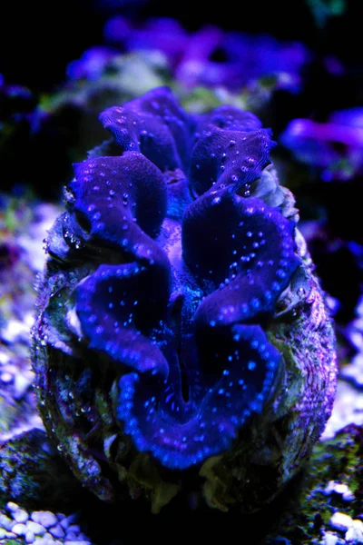 Tridacna Maxima Красочные Моллюски Изолированы Рифовом Аквариуме — стоковое фото