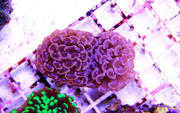 Euphyllia Hammer Lps Coral Elszigetelt Lövés — Stock Fotó