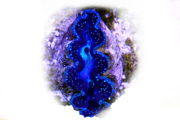 Tridacna Maxima Färgglada Mussla Isolerade Korallrevsakvarium — Stockfoto