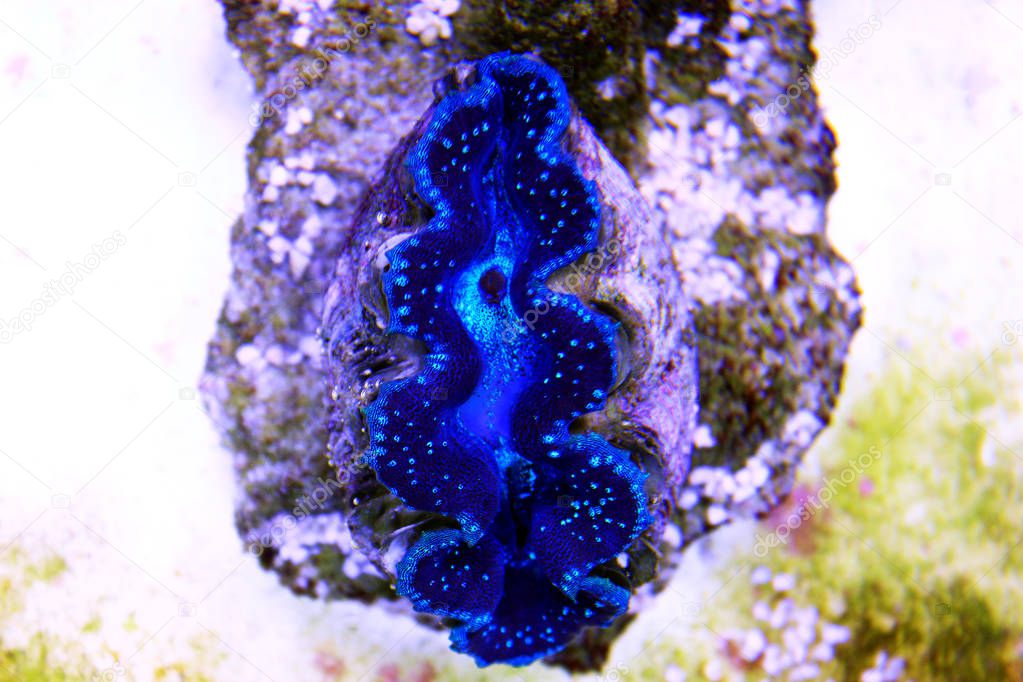 Tridacna maxima colorful clam isolated in reef aquarium