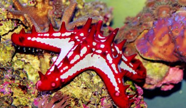 Kırmızı düğme Sea Star - (Protoreaster linckii) 