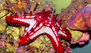 Red Knob Sea Star - (Protoreaster linckii)  clipart