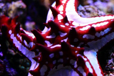 Kırmızı düğme Sea Star - (Protoreaster linckii) 