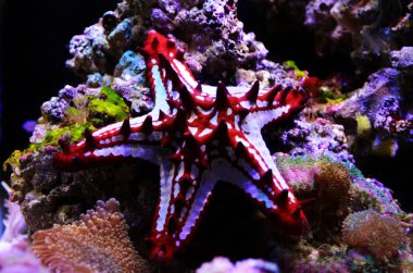 Red Knob Sea Star - (Protoreaster linckii)  clipart