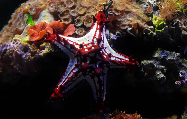 Estrela Mar Vermelha Botão Protoreaster Linckii — Fotografia de Stock
