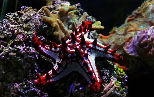 Červený Knoflík Sea Star Protoreaster Linckii — Stock fotografie