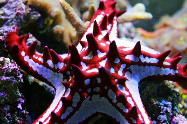 Estrela Mar Vermelha Botão Protoreaster Linckii — Fotografia de Stock