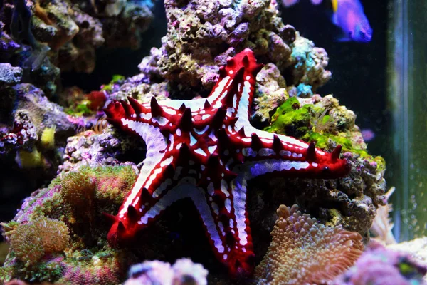 Estrela Mar Vermelha Botão Protoreaster Linckii — Fotografia de Stock