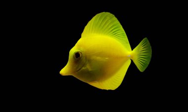 Yellow tang is one of the most popular fishes in coral reef aquariums clipart