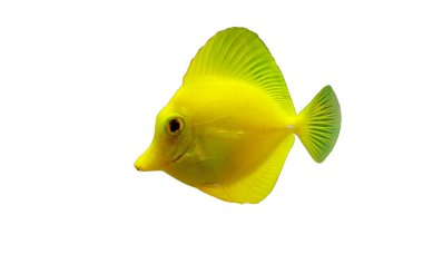 Yellow tang is one of the most popular fishes in coral reef aquariums clipart