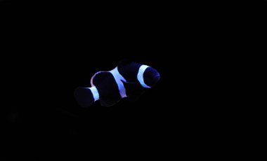 Siyah ve beyaz Ocellaris palyaço balığı - Amphiprion ocellaris siyah varyasyon