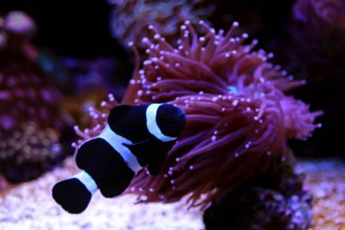 Siyah ve beyaz Ocellaris palyaço balığı - Amphiprion ocellaris siyah varyasyon