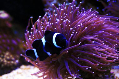 Siyah ve beyaz Ocellaris palyaço balığı - Amphiprion ocellaris siyah varyasyon