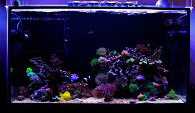 Awesome colorful coral reef aquarium tank  clipart
