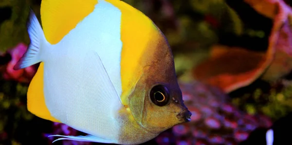 Pyramid Butterflyfish Beautiful Tropical Fish Aquarium — Stock Photo, Image