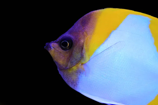 Pyramid Butterflyfish Beautiful Tropical Fish Aquarium — Stock Photo, Image