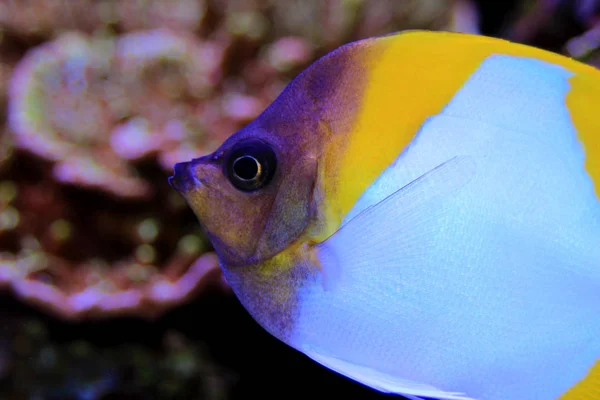 Piramit Butterflyfish Güzel Tropikal Balık Akvaryum — Stok fotoğraf