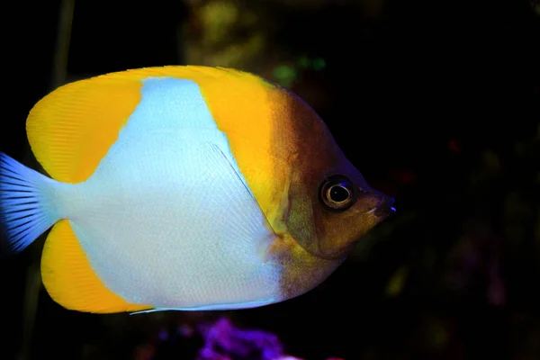 Piramida Butterflyfish Piękne Tropikalne Ryby Akwarium — Zdjęcie stockowe