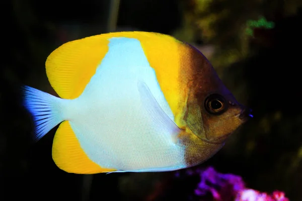 Mariposa Pirámide Hermosos Peces Tropicales Acuario —  Fotos de Stock