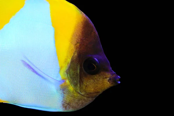 Butterflyfish Pirâmide Belo Peixe Tropical Aquário — Fotografia de Stock