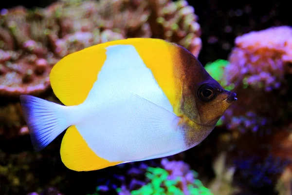 Mariposa Pirámide Hermosos Peces Tropicales Acuario —  Fotos de Stock