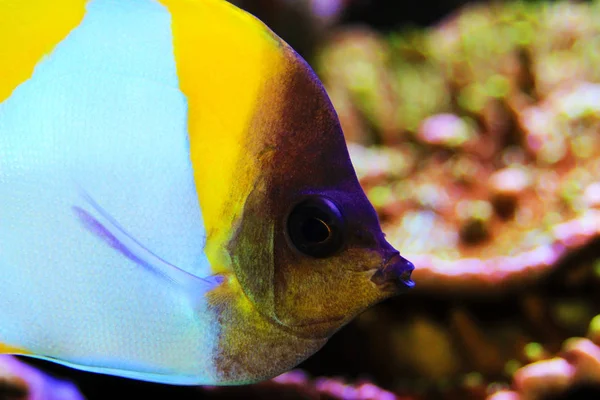 Butterflyfish Pirâmide Belo Peixe Tropical Aquário — Fotografia de Stock