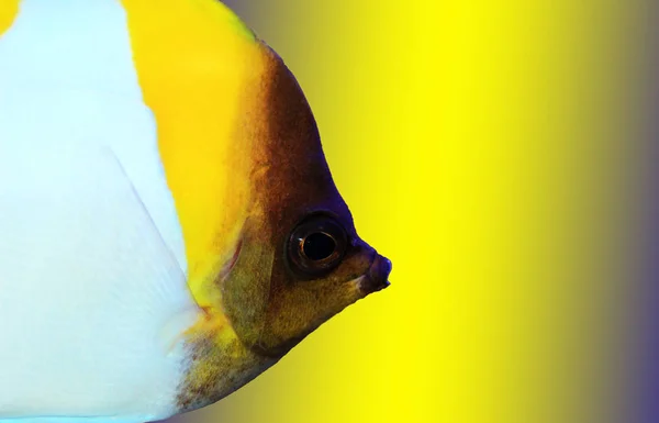 Piramit Butterflyfish Güzel Tropikal Balık Akvaryum — Stok fotoğraf