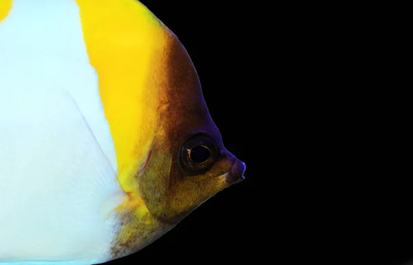 Piramit Butterflyfish Güzel Tropikal Balık Akvaryum — Stok fotoğraf