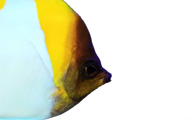 Піраміда Метелик Красива Тропічна Риба Акваріумі — стокове фото