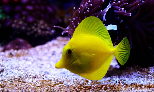Tang Kuning Adalah Salah Satu Ikan Yang Paling Populer Terumbu — Stok Foto