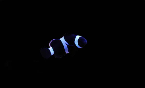 Black White Ocellaris Clownfish Amphiprion Ocellaris Variazione Nera — Foto Stock