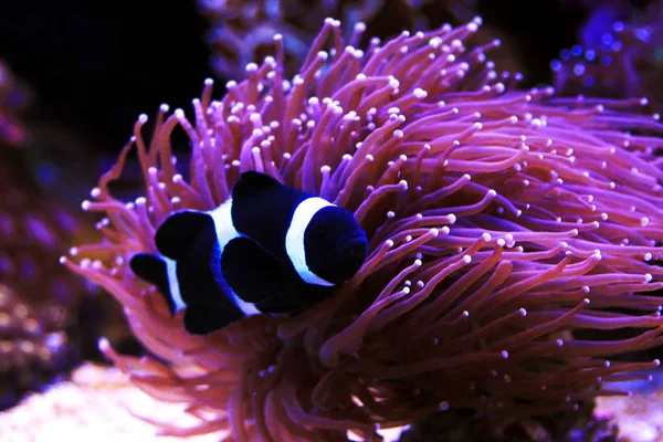 Peixe Palhaço Preto Branco Ocellaris Amphiprion Ocellaris Variação Preta — Fotografia de Stock