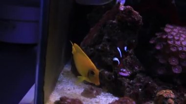 Video Limon Tang aka Mimic tang (Acanthurus sp.)