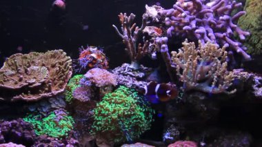 Mercan resif akvaryum balık sahneleri hayal