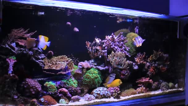 Dröm Coral Reef Akvarium Fisk Scener — Stockvideo