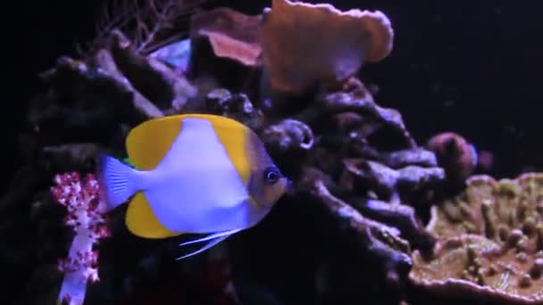 ピラミッド バタフライフィッシュ 美しい熱帯魚の水槽 — ストック動画