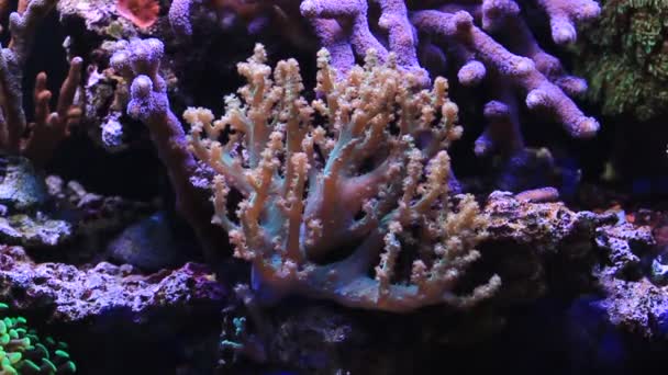 Video Árbol Kenya Coral Blando Acuario Arrecife — Vídeo de stock