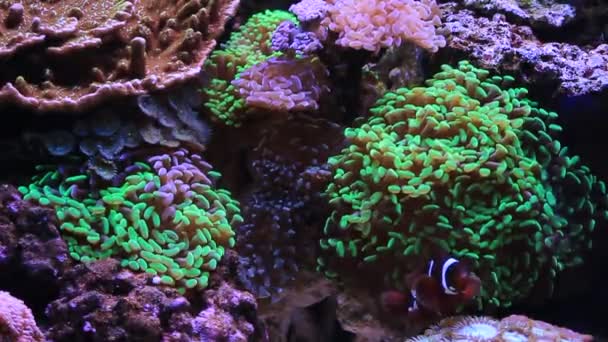 梦幻般的珊瑚礁水族馆鱼类场景 — 图库视频影像