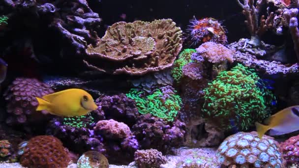 Sueño Coral Arrecife Acuario Peces Escenas — Vídeo de stock