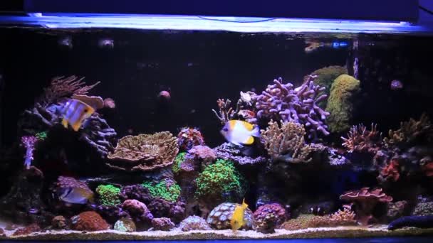 Sueño Coral Arrecife Acuario Peces Escenas — Vídeos de Stock