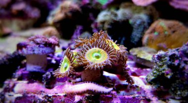 Sunny-D Zoanthus küçük koloni polipler frag