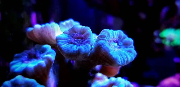 Caulastrea Trumpet Long Polyp Stony Coral Reef Aquarium — Stock Photo, Image